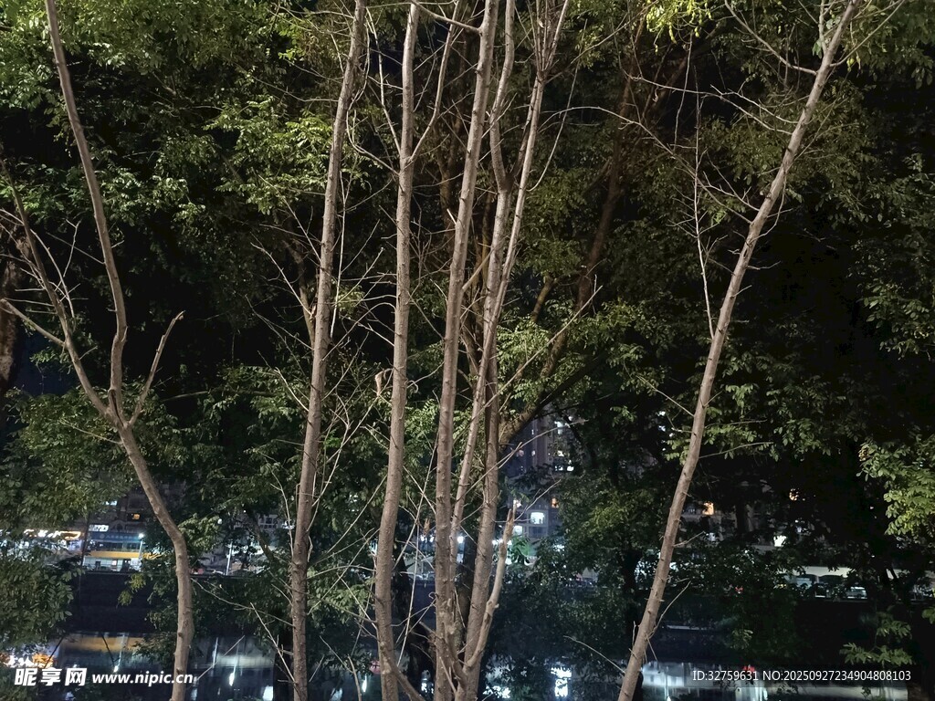 夜晚樹林中的光禿樹干