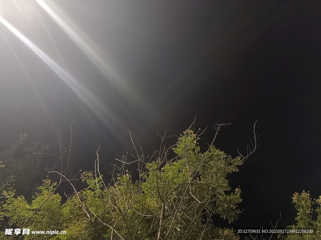 夜空中的光束與綠植