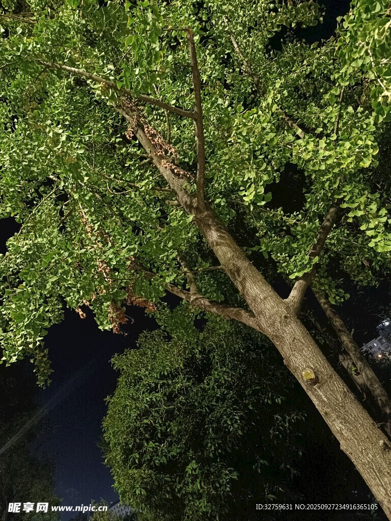仰視夜色中的蔥郁樹木