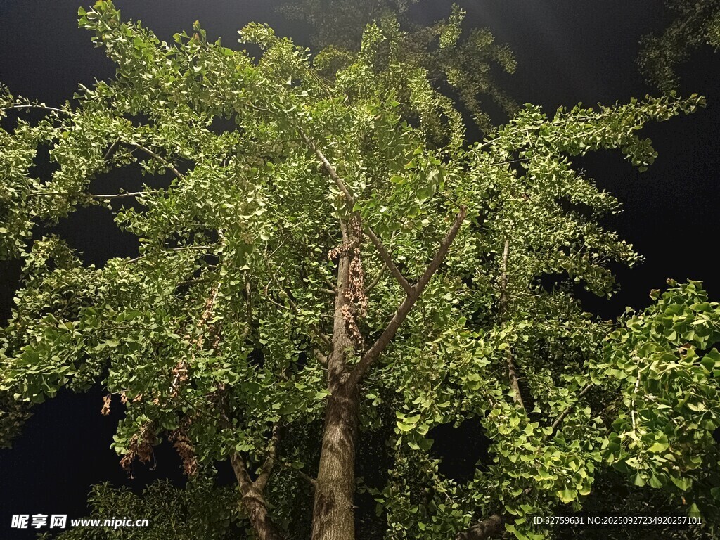 夜晚中的蔥郁樹木