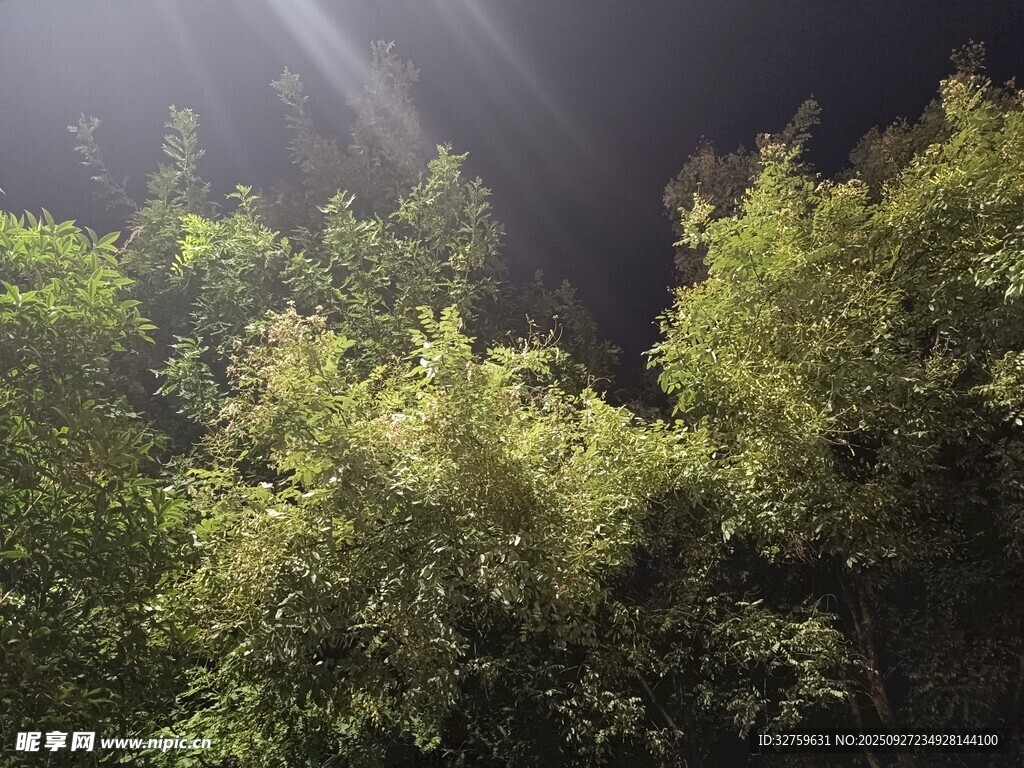 林間陽光灑向蔥郁綠植