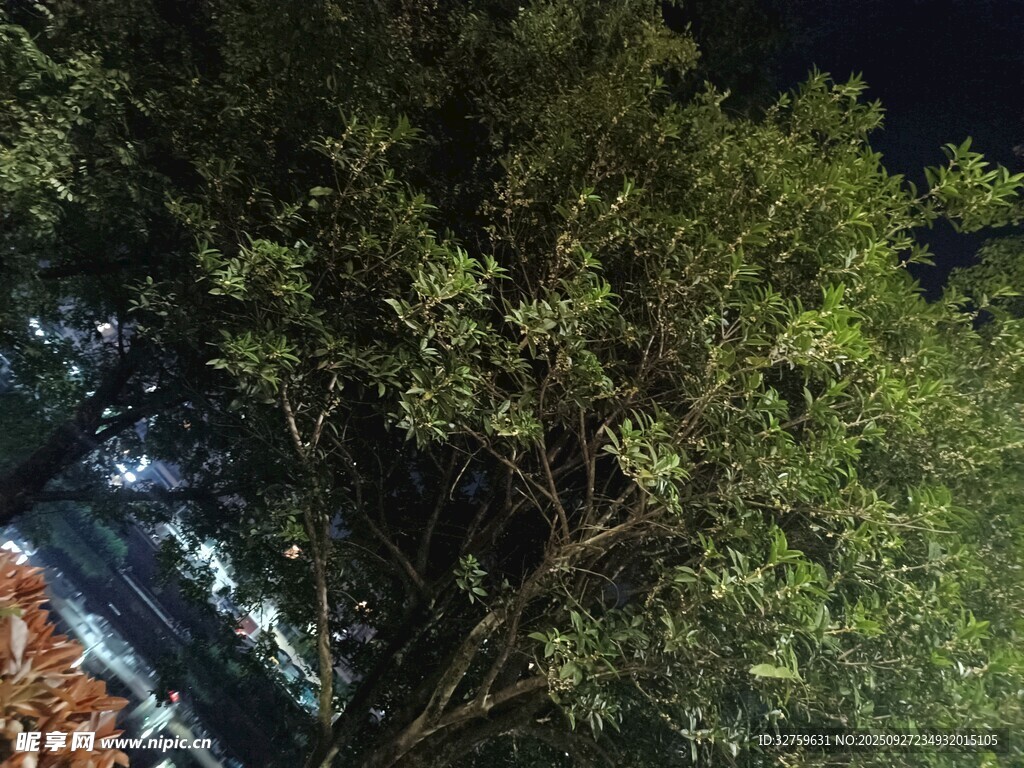 夜晚繁茂樹木景觀
