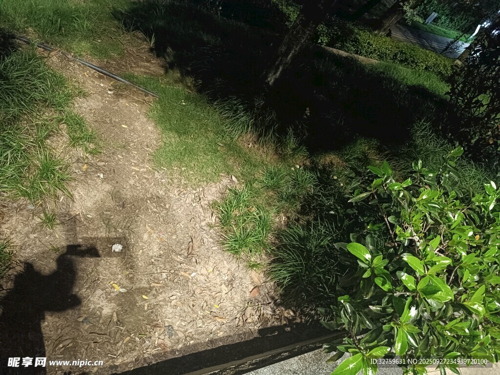 戶外小徑旁的綠植與陰影