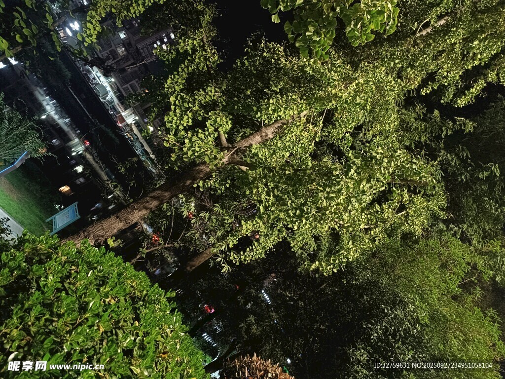 俯瞰繁茂森林中的隱秘景象