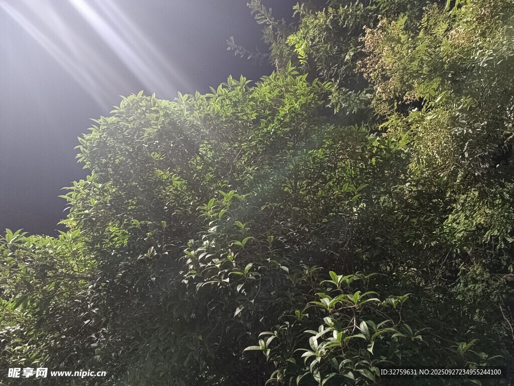 陽光灑落茂密綠植間