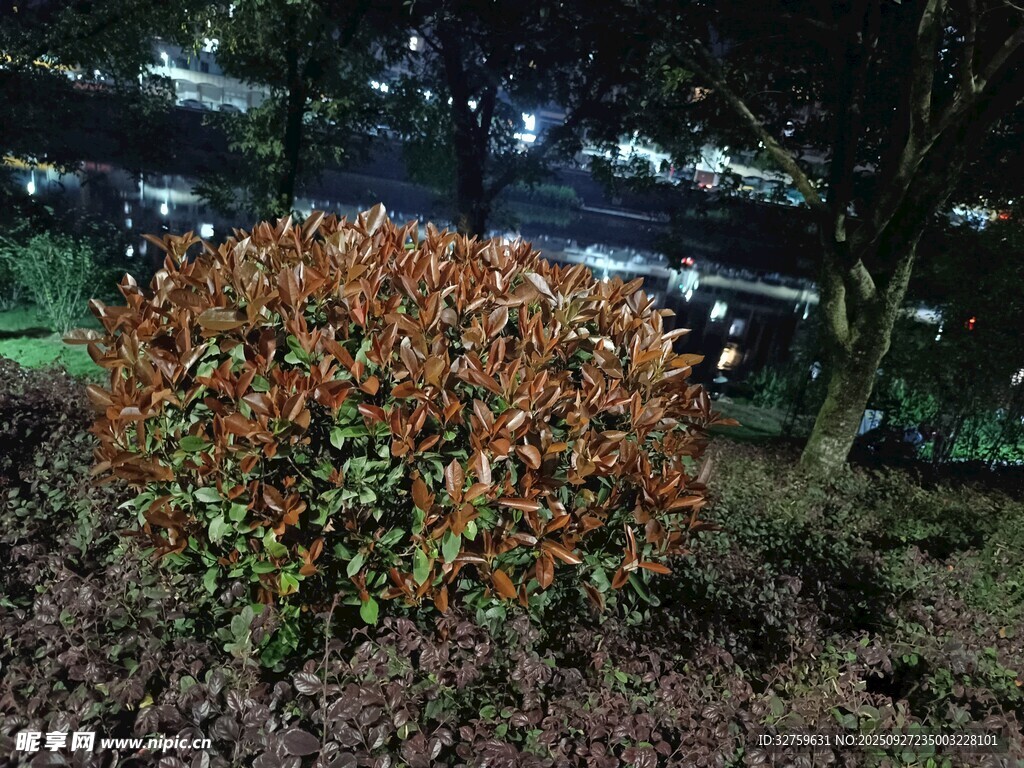 夜晚中的多彩灌木景觀