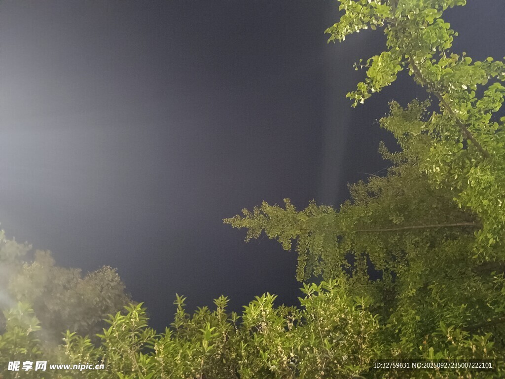 夜幕下的蔥郁樹(shù)梢