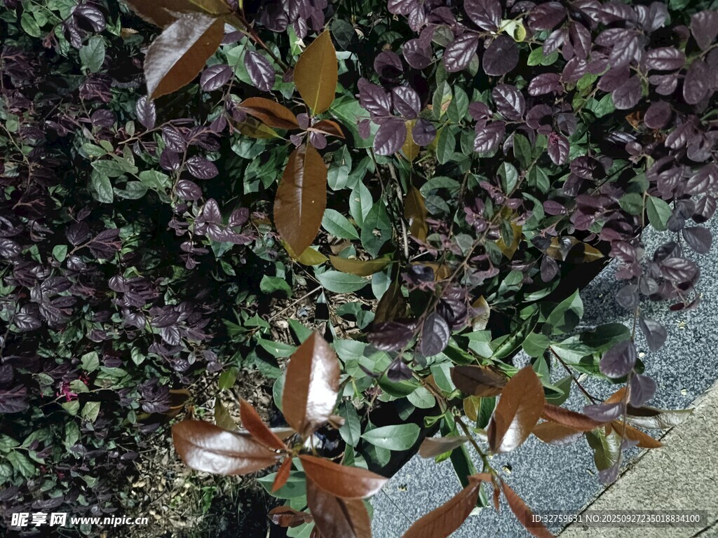 紫葉植物特寫