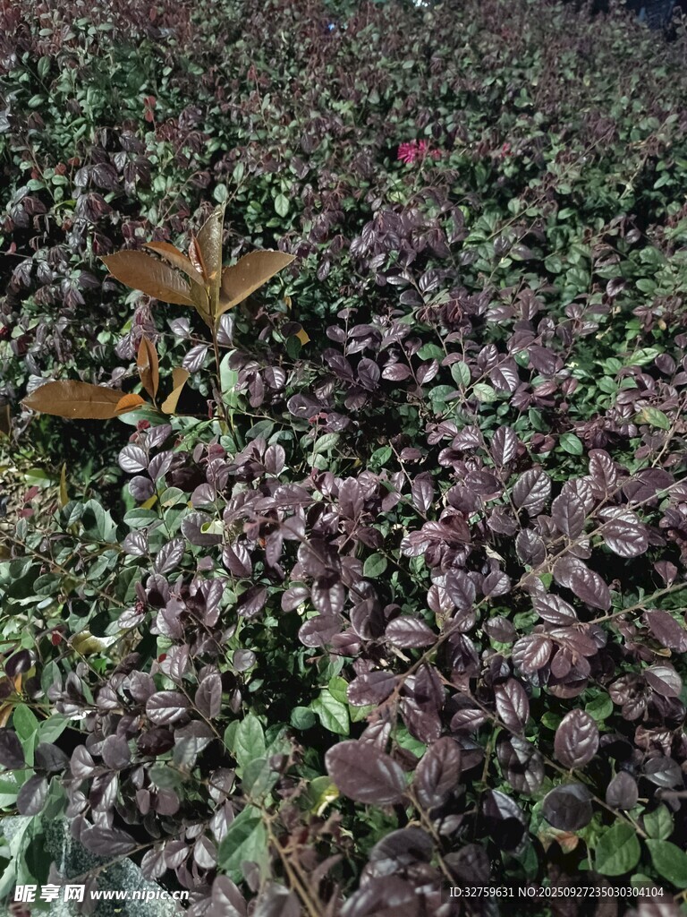 紫葉植物景觀