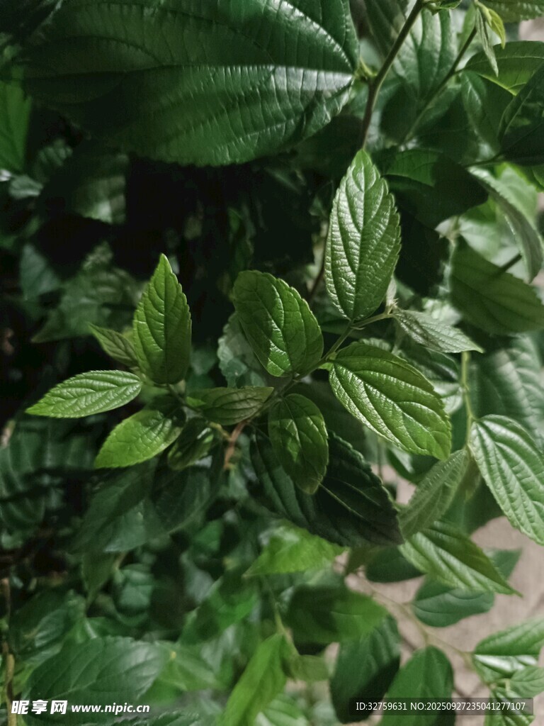 翠綠繁茂的清新植物葉片