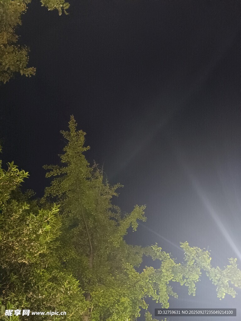 夜晚林間的微光夜景