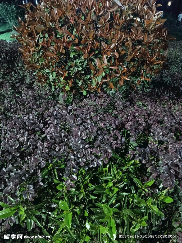 多彩水族植物景觀