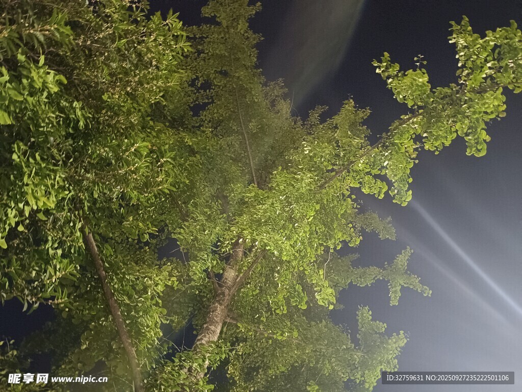 夜晚林間光束穿透綠樹