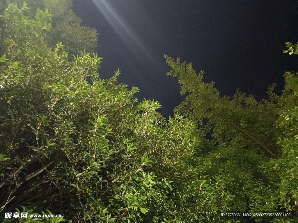 夜幕下的蔥郁樹(shù)梢