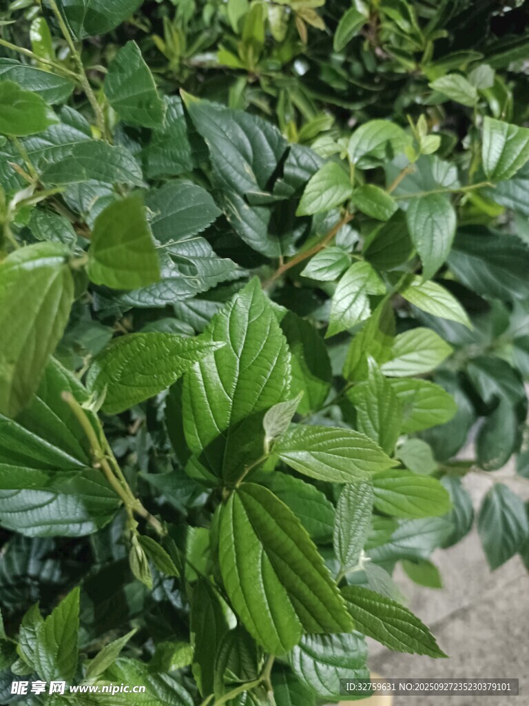 翠綠繁茂的綠葉植物