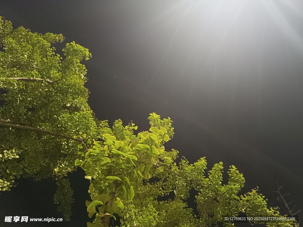 夜空中的蔥郁樹梢
