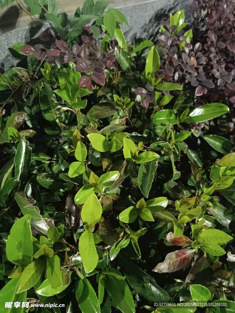 翠綠繁茂的多樣植物