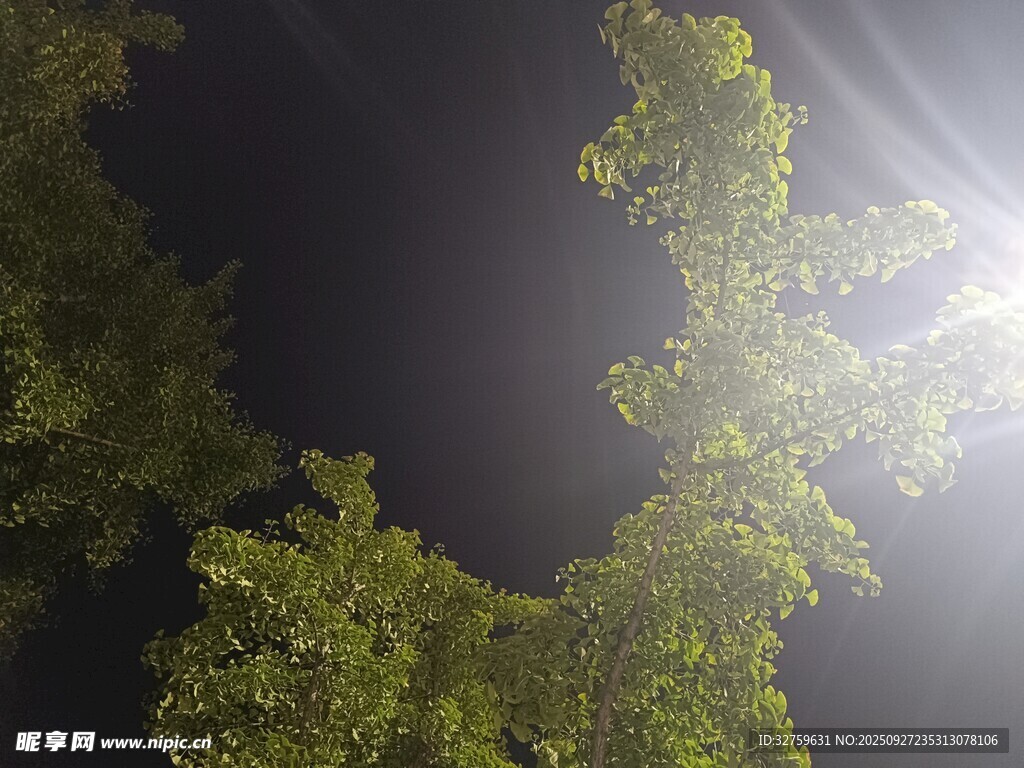 林間陽光穿透茂密樹葉