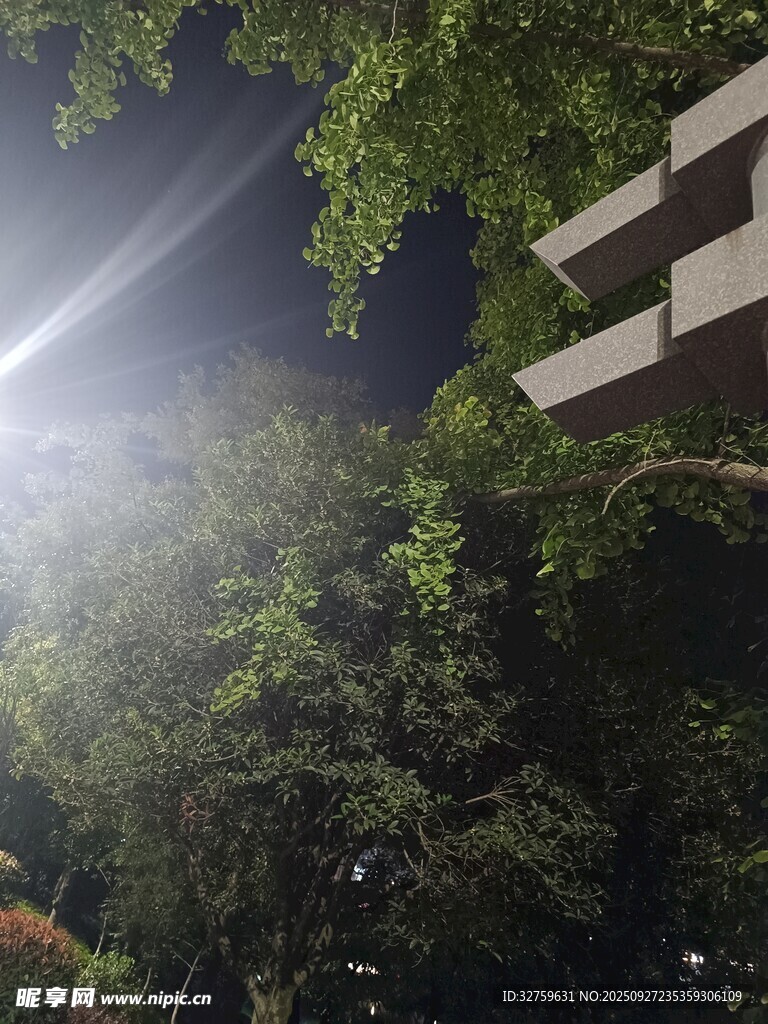 夜晚樹下的光影景象