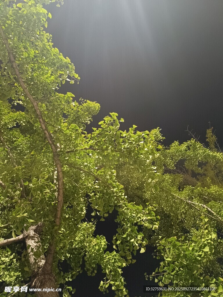 夜幕下的蔥郁樹梢