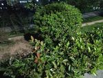 園林綠植景觀一角