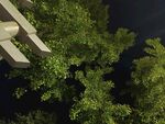 仰視繁茂綠樹與建筑一角