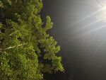 暗夜中閃耀光芒的綠樹