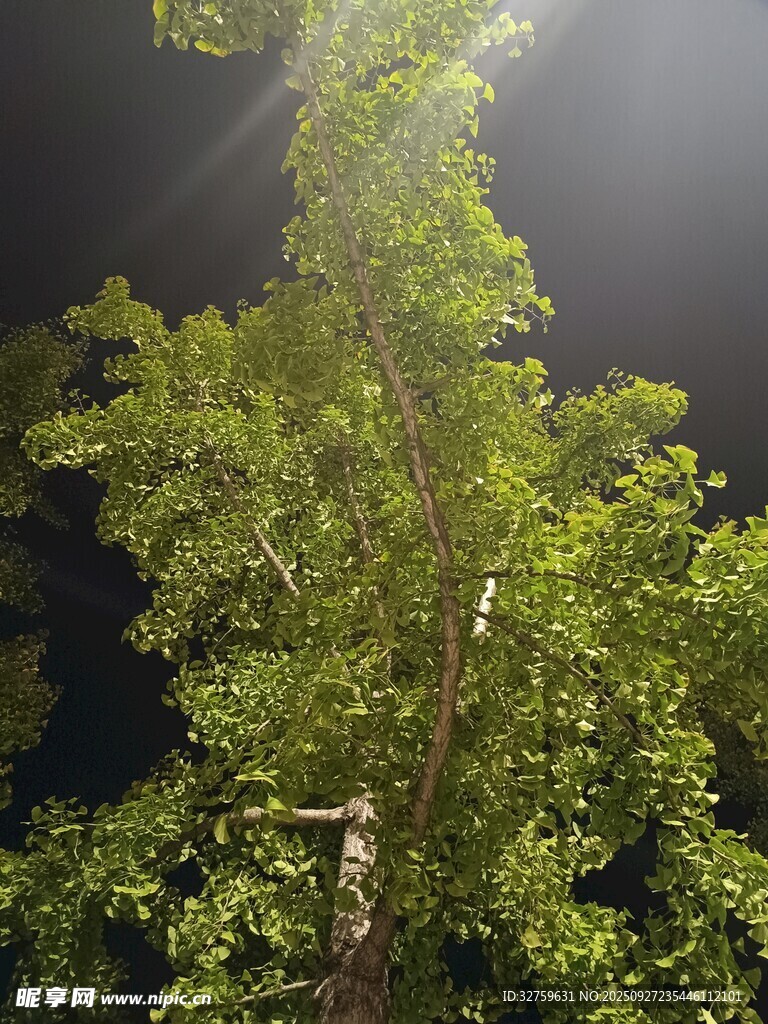 仰視夜空下的蔥郁綠樹