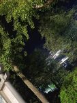 夜晚林間景象