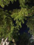 仰視繁茂綠樹夜景
