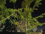 夜下綠植 