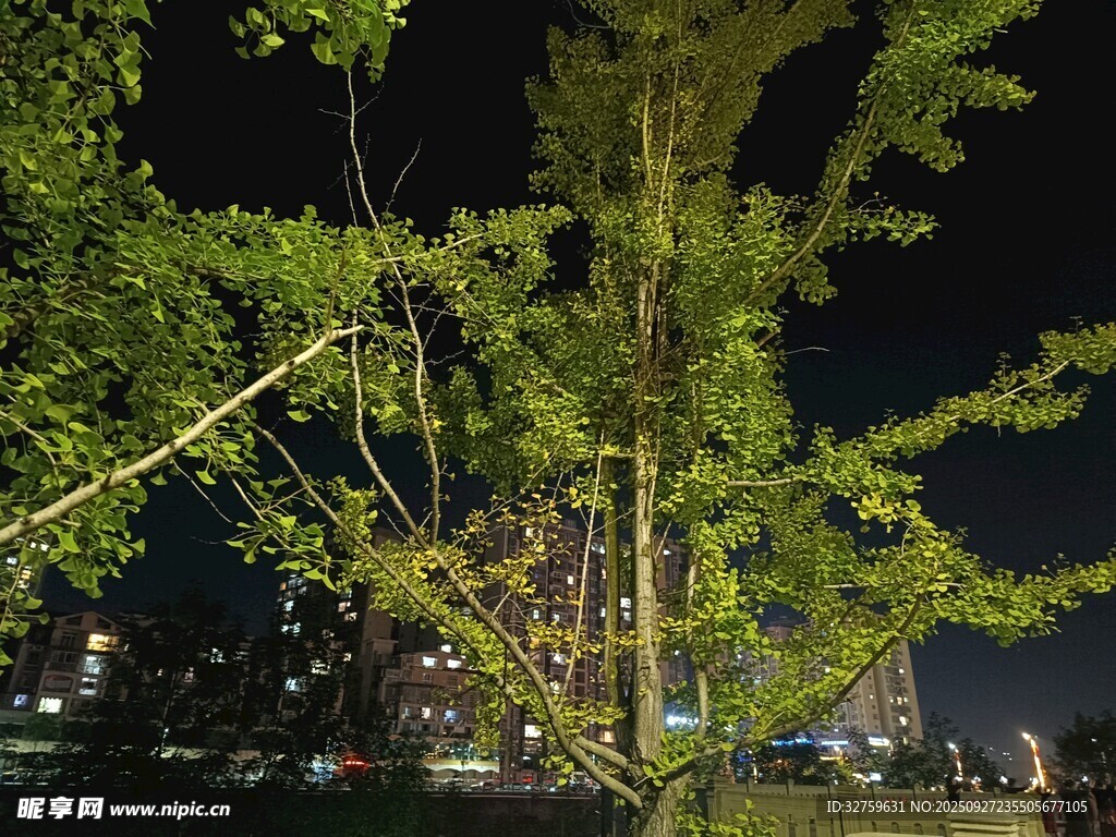 夜下綠植 