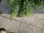 地面上的綠色蕨類植物