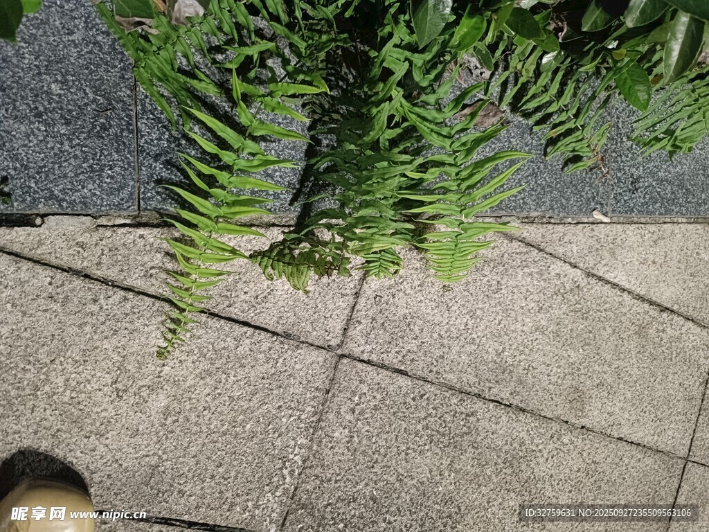 地面上的綠色蕨類植物