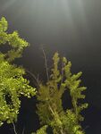 陽光穿透綠植的美妙瞬間
