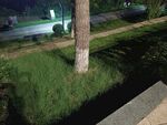 夜晚樹下的草地景觀