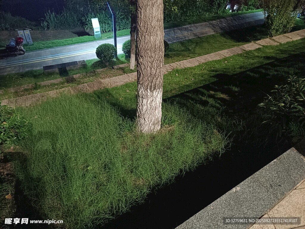 夜晚樹下的草地景觀