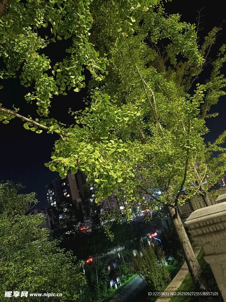 夜晚繁茂綠樹景觀