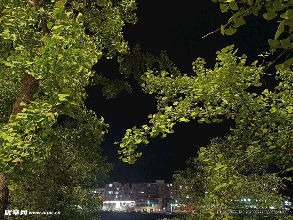 夜晚林間望城市燈火