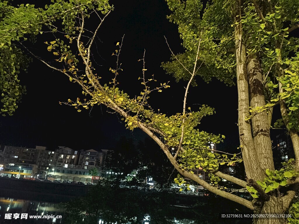 夜晚樹影下的城市燈火