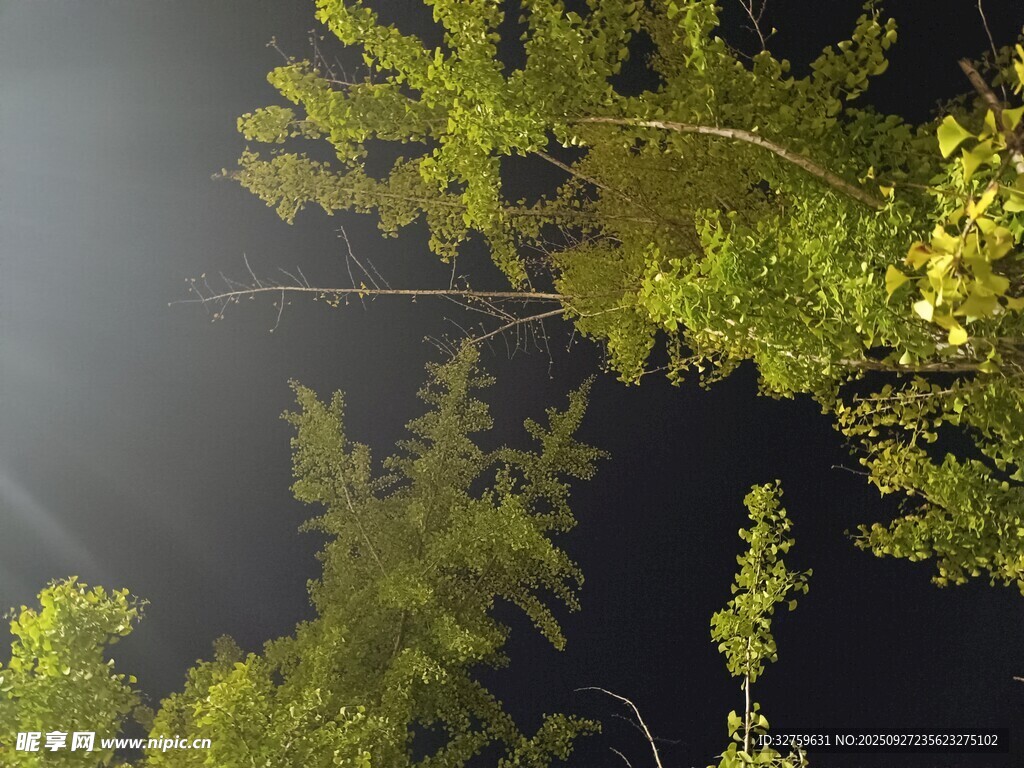 夜空下的蔥郁樹(shù)枝