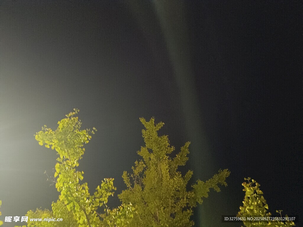 夜空下的金黃樹(shù)木