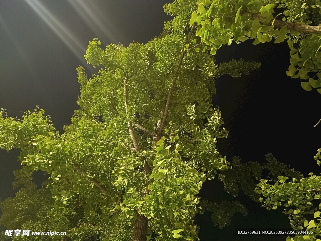 夜晚下繁茂的綠樹景象