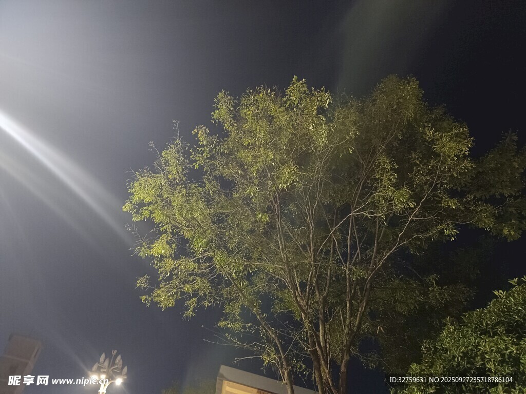 夜晚燈光下的蔥郁樹木