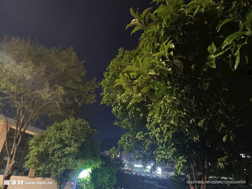 夜晚樹下的微光景象
