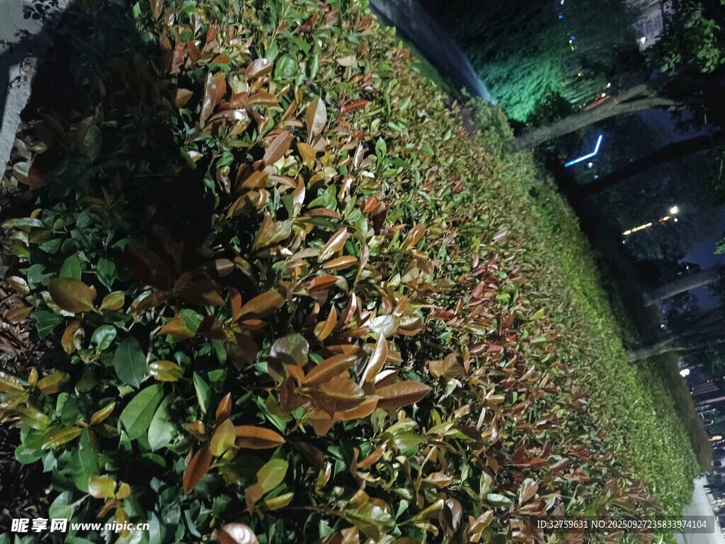 多彩植物墻景觀
