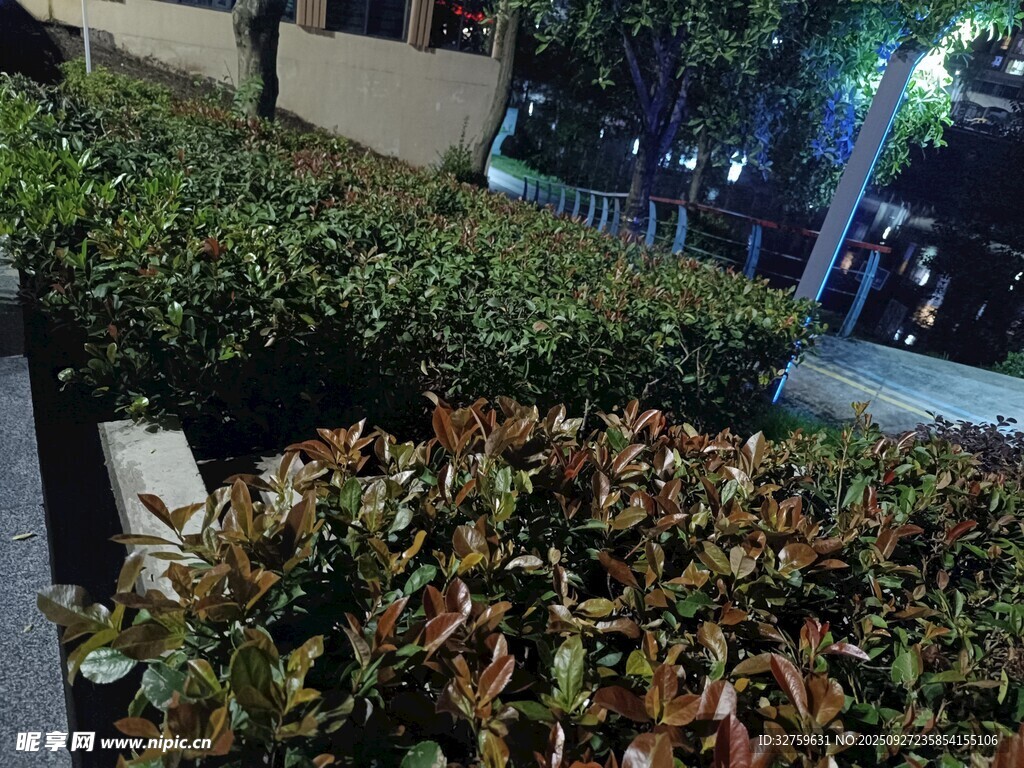 夜晚街邊的多彩灌木叢