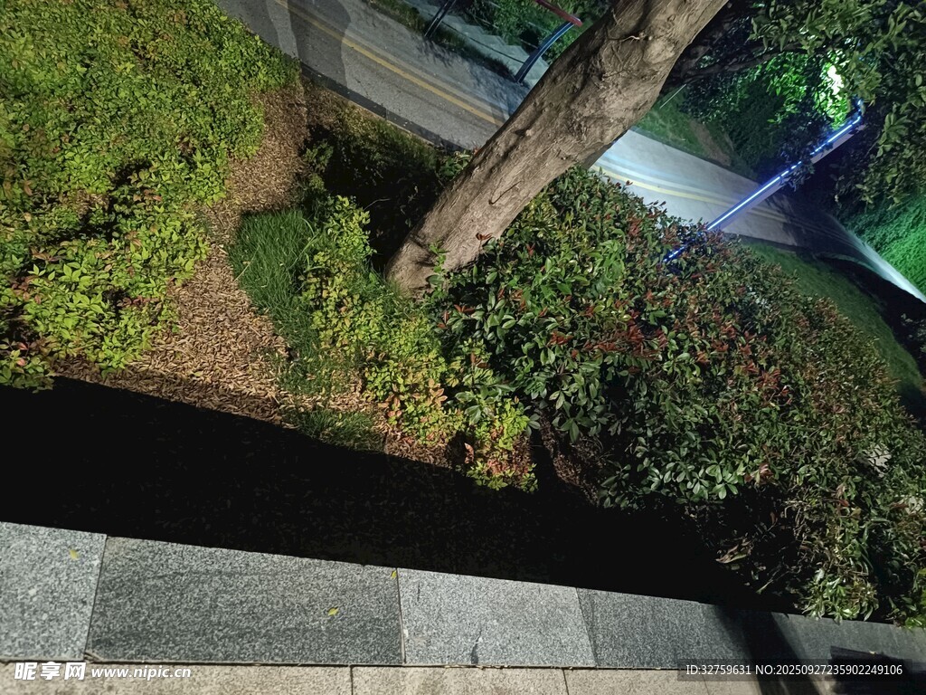 夜晚公園綠植景觀一角