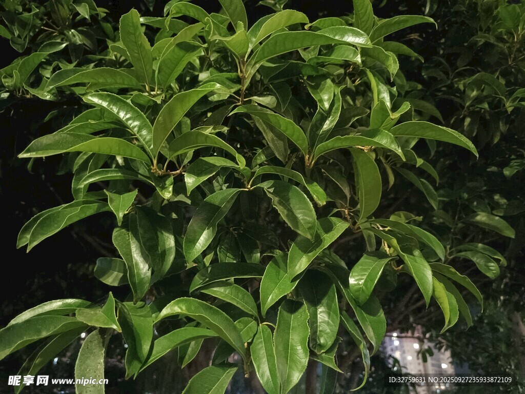 翠綠繁茂的樹葉植物