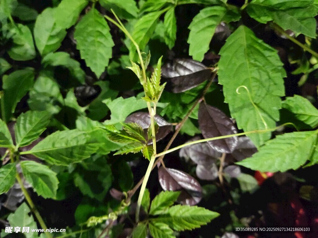 嫩綠植物與深綠葉脈特寫